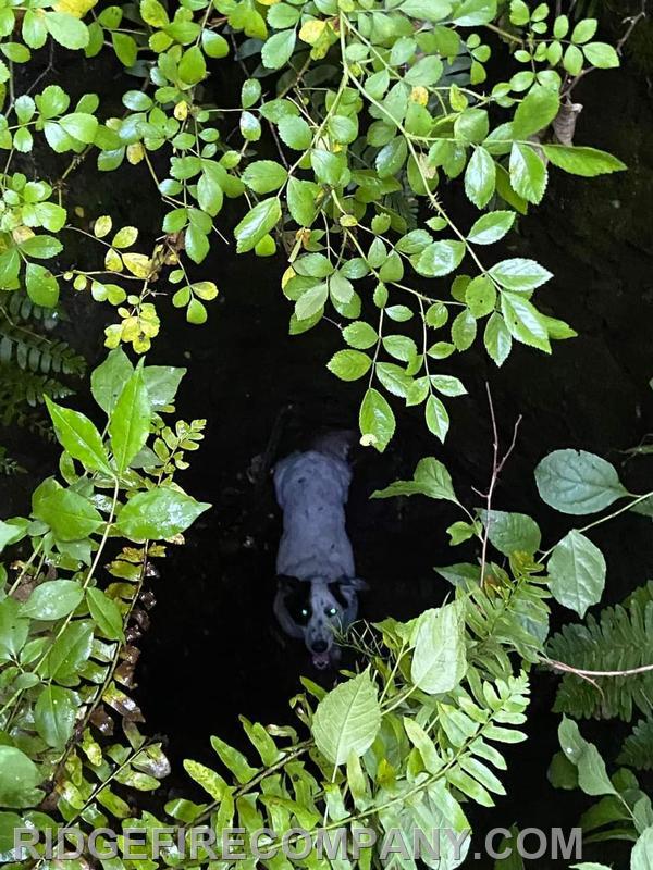 6/13/2022 - Millie located at the bottom of the abandon well